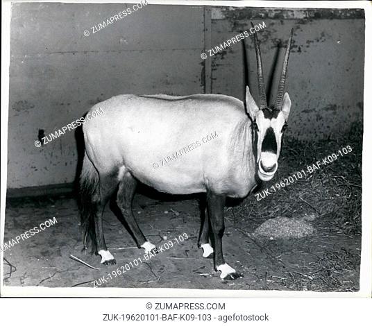 Jan. 01, 1962 - Desert Massacre To Please Harem: Sixteen oryx, giant members of the antelope family and some of the world's rarest animals