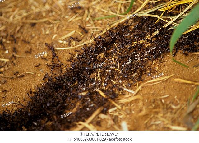 Safari Ants Dorylus spp Large column on the move - Donyo Sabuk, Kenya