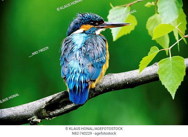 Kingfisher Alcedo atthis female with wet feathers after the hunt