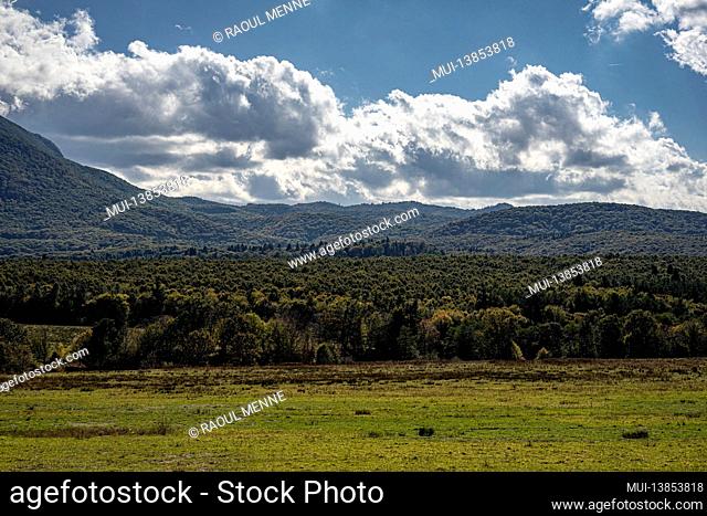 Grasslands and endless forest in Romania