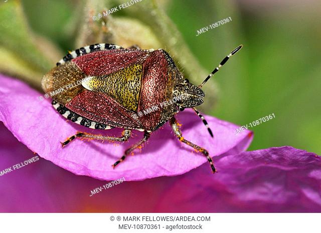 Sloe / Hairy Shieldbug (Dolycoris baccarum )