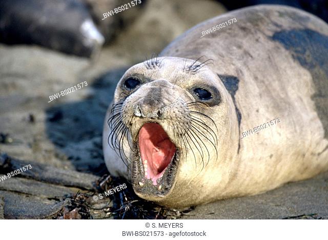 northern elephant seal (Mirounga angustirostris), calling female, front view, USA, California