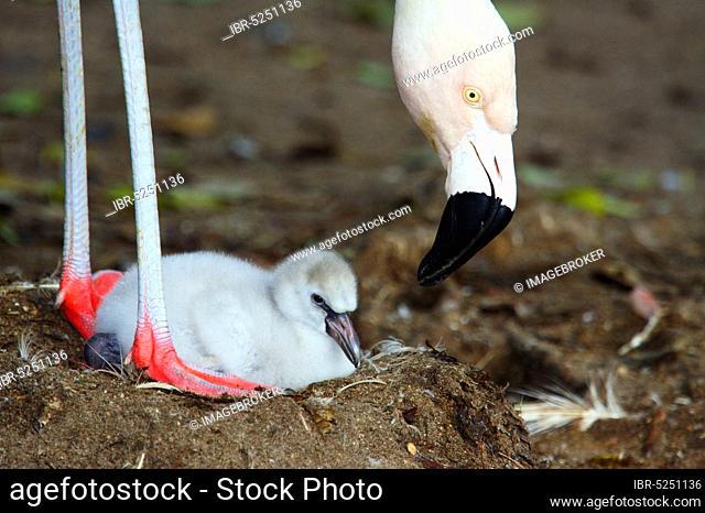 Chilean flamingo (Phoenicopterus chilensis) with chicks