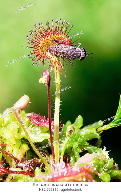 Roundleaved Sundew (Drosera rotundifolia) - A Cleg Fly (Haematopota pluvialis) is caught of the dew-covered leaves of an insectivorous plant