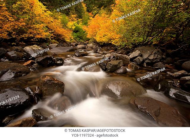 Stream in autumn Gifford Pinchot National Forest