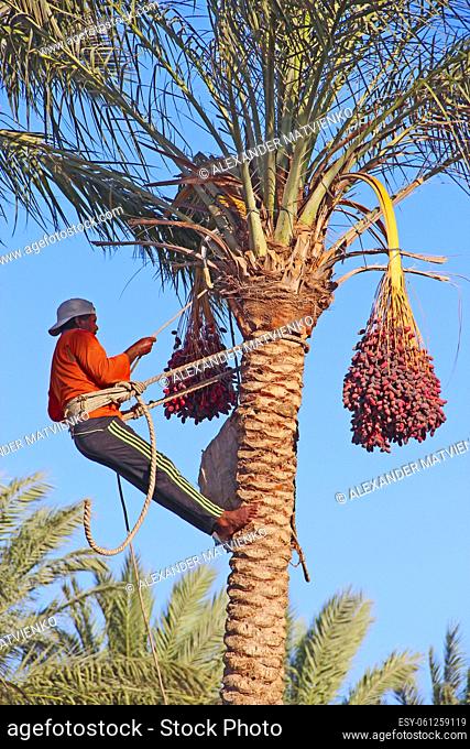 Man are harvesting dates on palm trees. Man cut clusters of dates hanging on date palms. Man harvesting dates. Workers gather date growing on palm tree