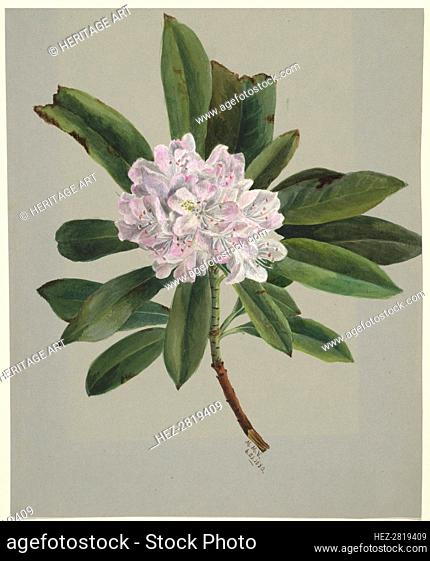 Rhododendron (Rhododendron maximum), 1880. Creator: Mary Vaux Walcott