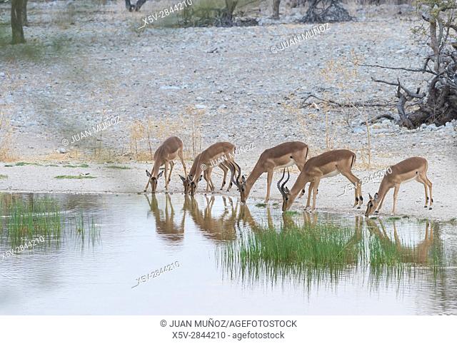 Impala (Aepyceros melampus). Etosha National Park. Namibia. Africa