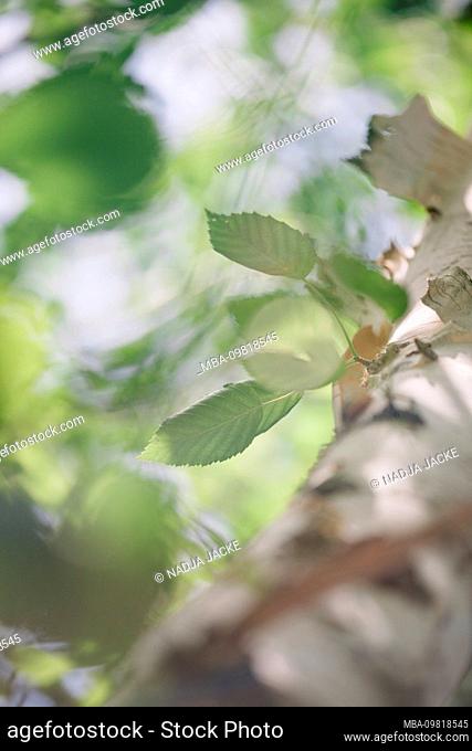 Plant details, branch, birch leaves, betula