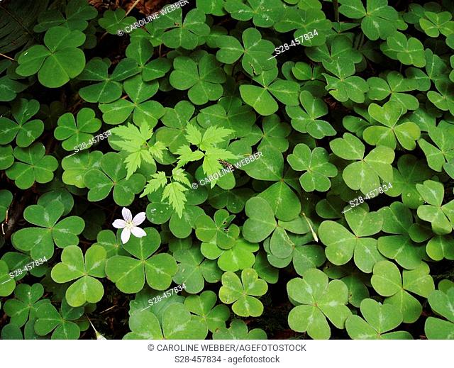 Clovers in Redwoods, Redwood National Park, California, USA