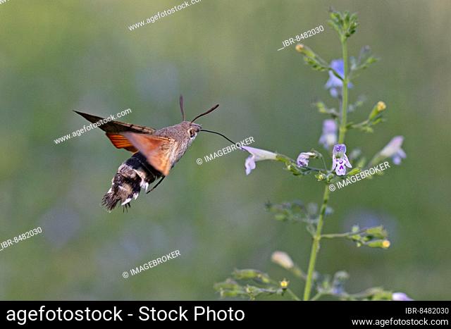 Hummingbird hawk-moth (Macroglossum stellatarum) sucking nectar from flower in flight, Veneto, Italy, Europe