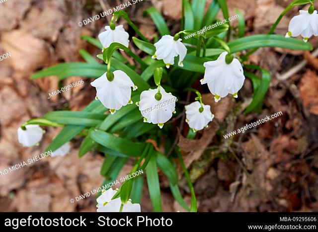 spring snowflake, Leucojum vernum, close-up
