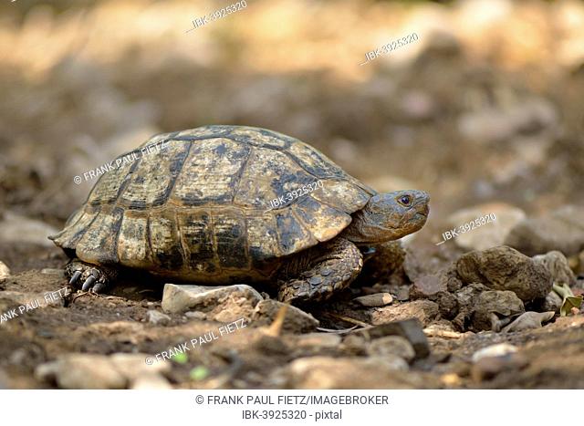Spur-thighed Tortoise or Greek Tortoise (Testudo graeca terrestris), Lycia, Turkey