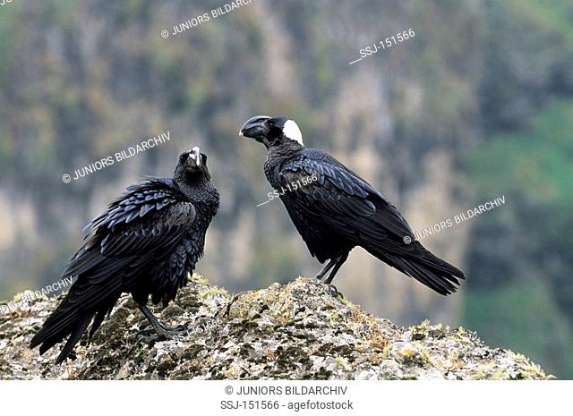 two thick-billed ravens / Corvus crassirostris