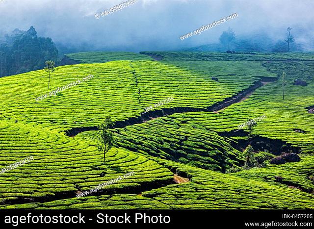 Kerala India travel background, green tea plantations in Munnar, Kerala, India, tourist attraction, Asia