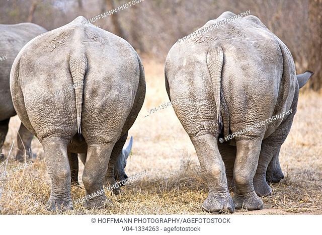 The backside of two rhinos (Ceratotherium simum), South Africa