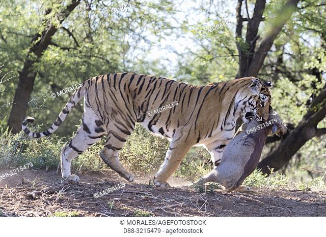 South Africa, Private reserve, Asian (Bengal) Tiger (Panthera tigris tigris), female adult with a prey, Common warthog (Phacochoerus africanus)