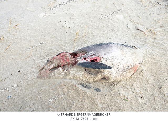Dead harbor porpoise (Phocoena phocoena) washed ashore on the beach, stranded, Langeoog, East Frisia, Lower Saxony, Germany