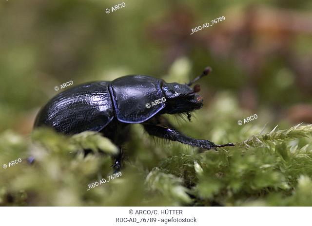 Earth-Boring Dung Beetle North Rhine-Westphalia Germany Geotrupes vernalis