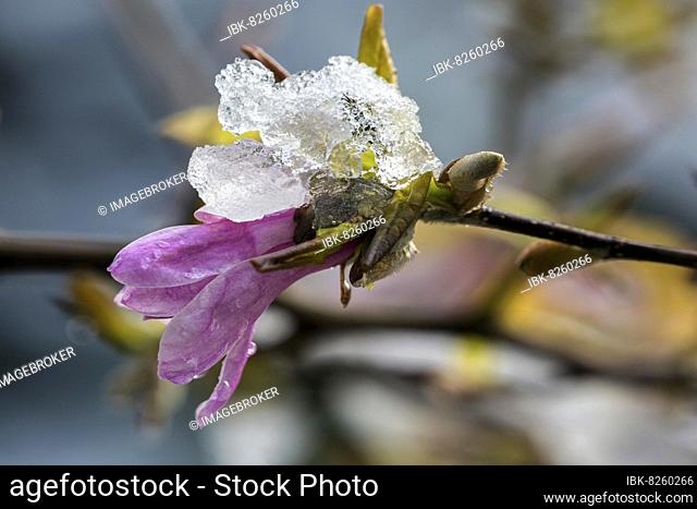 Blüte der Sternmagnolie (Magnolia stellata), schneebedeckt, Baden-Württemberg, Deutschland