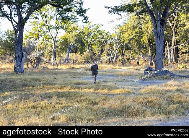 A safari guide walking on a path ahead of a vehicle at sunrise