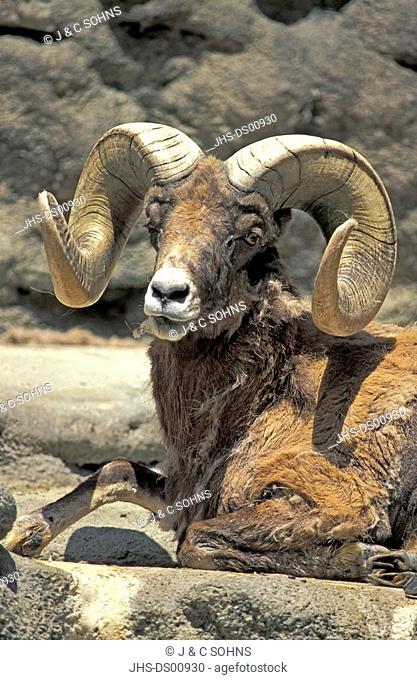 Bighorn Sheep, Ovis canadensis, Sonora Desert, Arizona, USA, adult male on rock portrait