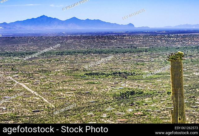 Mount Lemon View Saguaro Cactus Plants Blooming Houses Suburbs Desert Tucson Arizona USA Southwest