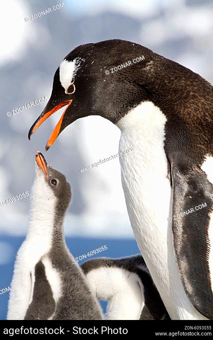 female Gentoo penguins with open beak and chicks during feeding