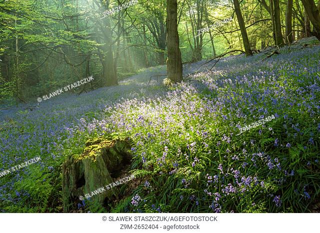 Spring morning in a bluebells woodland near Horsham, West Sussex, England