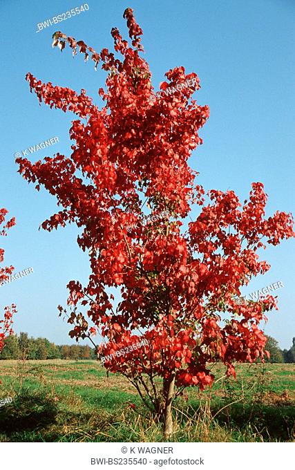 red maple, swamp maple Acer rubrum, single tree in autumn