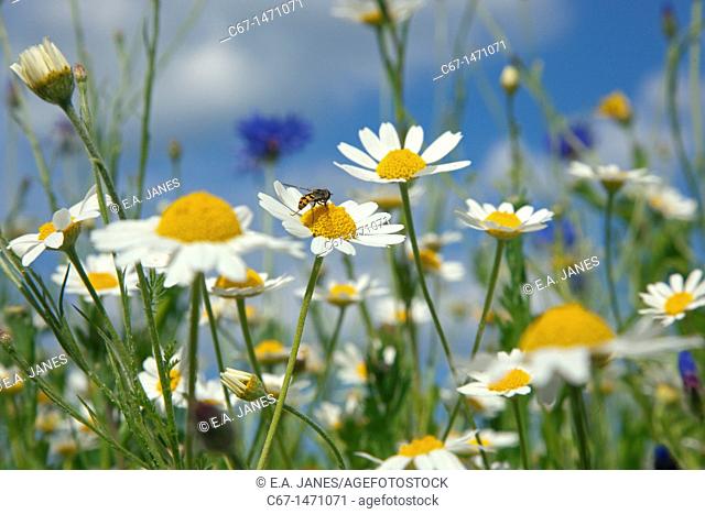 Corn Chamomile Anthemis arvensis With Corn flowers & Poppies