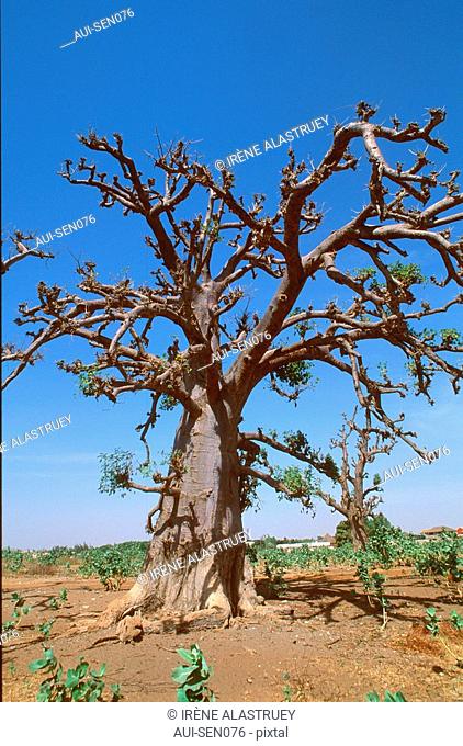 Senegal - La Petite-Cote - Saly-Portudal - Baobab