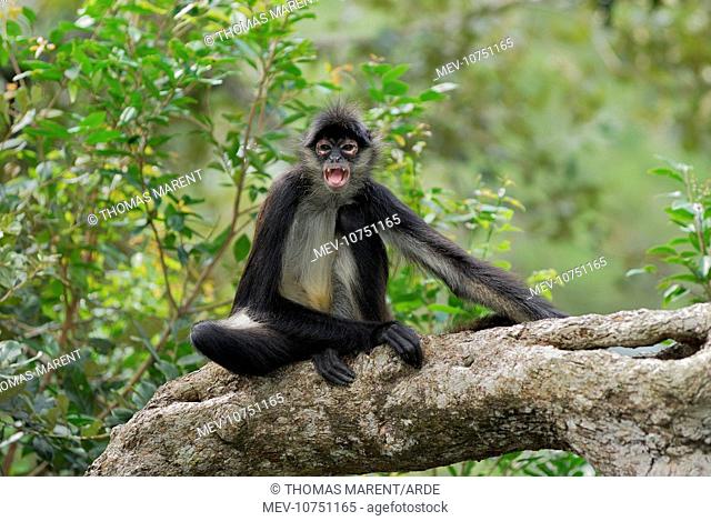 Black-handed Spider Monkey (Ateles geoffroyi)