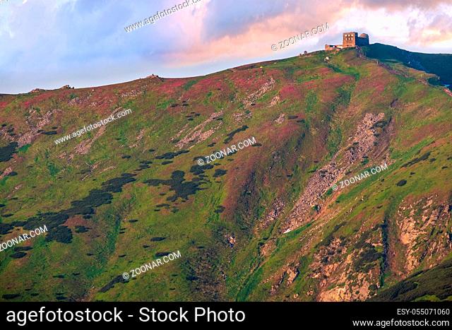 Massif of Pip Ivan with the ruins of the observatory on top. Pink rhododendron flowers on summer sunrise mountain slope, Carpathian, Chornohora, Ukraine