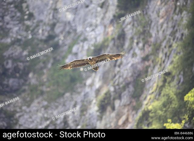 Juvenile bearded vulture (Gypaetus barbatus), Berchtesgaden, Bavaria, Germany, Europe