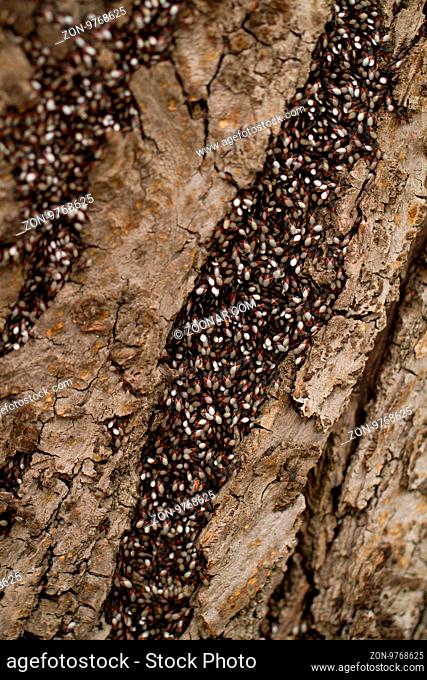 Close up photo of bugs on the trunk