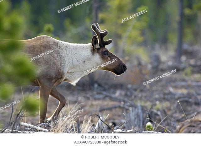A close up side view image of a foraging woodland Caribou in springtime