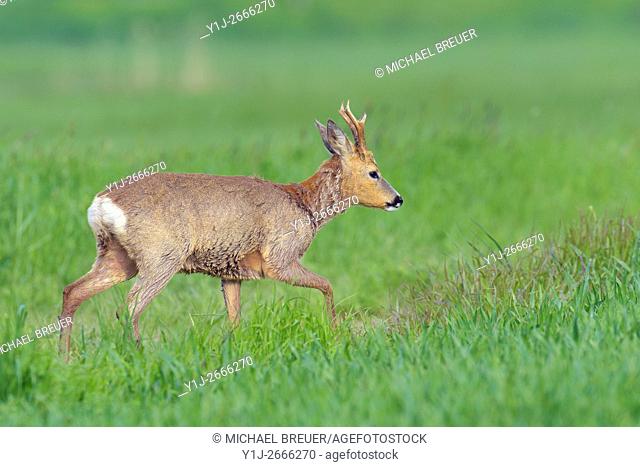 Western Roe Deer (Capreolus capreolus) in Spring, Roebuck, Hesse, Germany, Europe