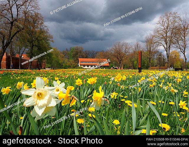 07 May 2021, Brandenburg, Wittstock/Dosse: A meadow full of daffodils, dandelions and tulips is in the sunlight at the hotel and restaurant ""Röbler Thor""