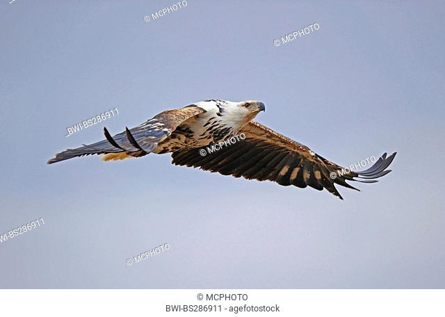 osprey, fish hawk (Pandion haliaetus), flying, Kenya, Masai Mara National Park