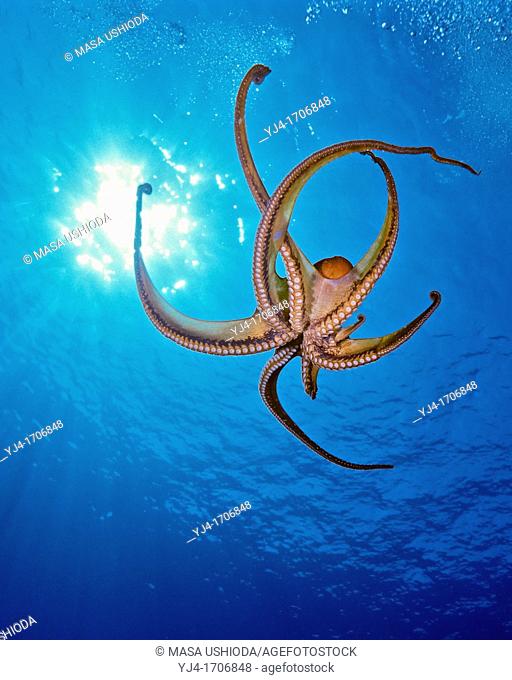 day octopus, Octopus cyanea, Kona Coast, Big Island, Hawaii, USA, Pacific Ocean