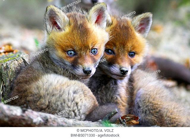 red fox (Vulpes vulpes), two watchful fox cubs, Germany