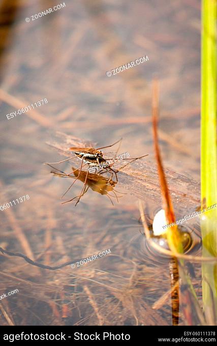 Gerridae mating in water surface