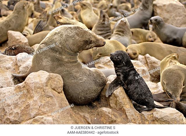 Cape Fur Seal (Arctocephalus pusillus) with young, Cape Cross, Namibia