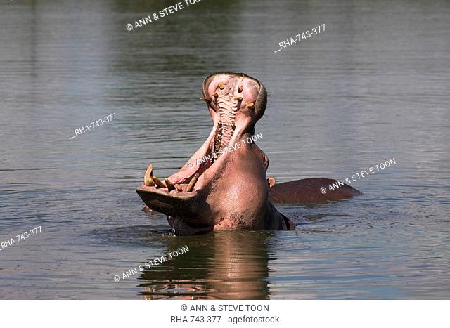 Hippo, Hippopotamus amphibius, yawning in Kruger National Park, Mpumalanga, South Africa