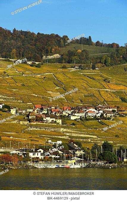 Vineyards in autumn with wine village Epesses, Lake Geneva, Lavaux, Canton of Vaud, Switzerland