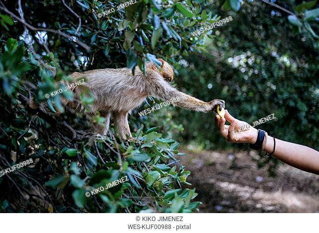 Morocco, Meknes-Tafilalet, Ifrane National Park, tourist feeding Barbary monkey
