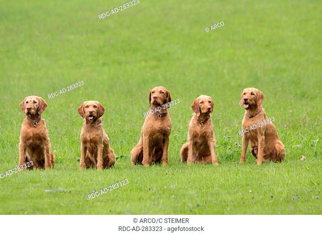 Hungarian Wire-haired Pointing Dogs / Magyar Vizsla
