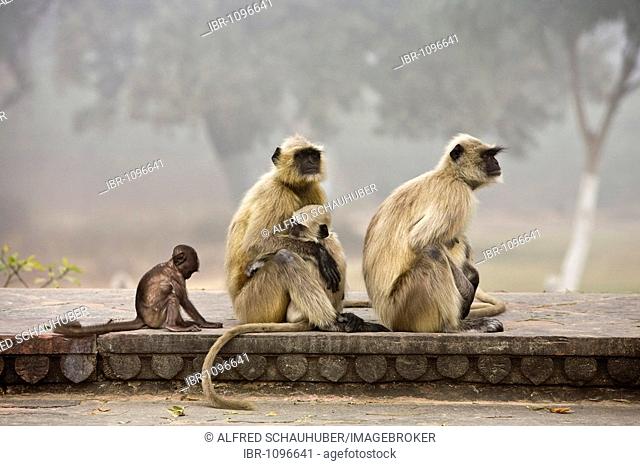 Northern Plains Gray Langurs (Semnopithecus entellus), mature and young, North India, India, Asia