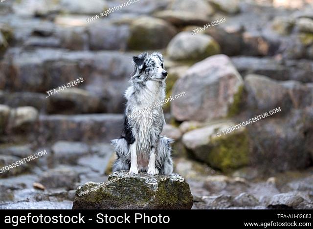 sitting Miniature Australian Shepherd